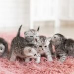 The Ultimate Guide to Understanding and Caring for a Rug Cat