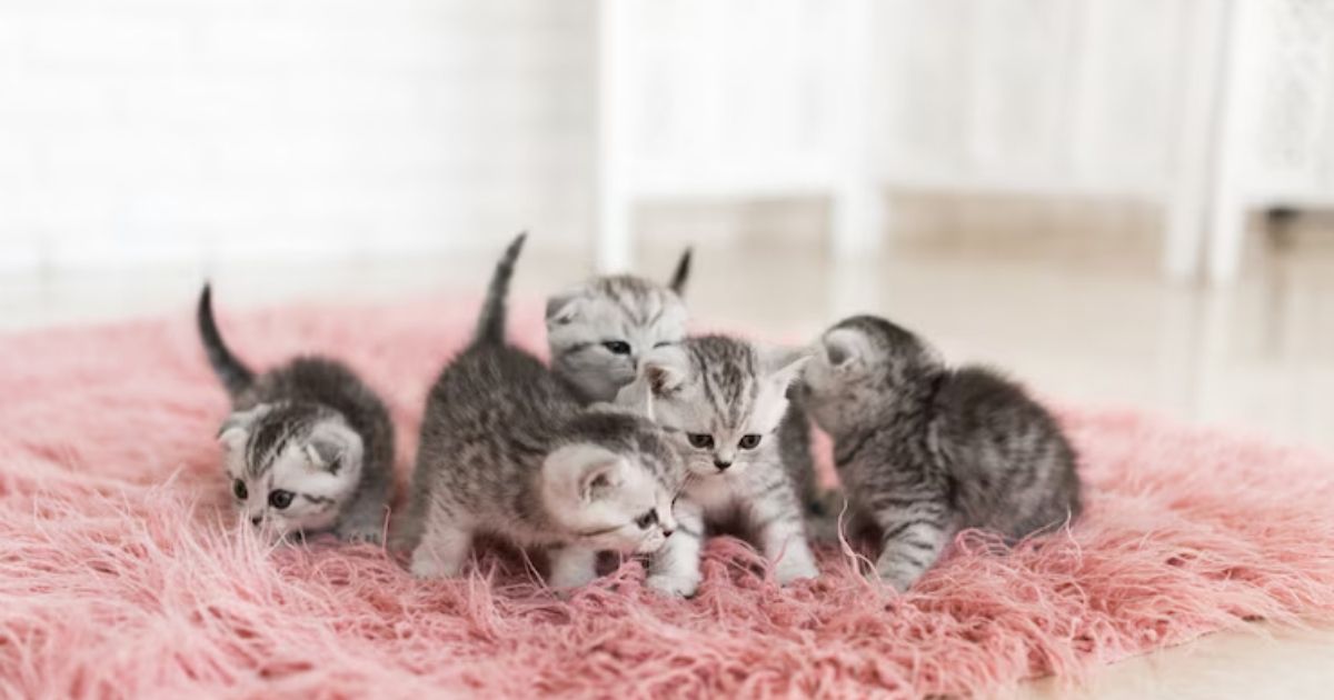 The Ultimate Guide to Understanding and Caring for a Rug Cat